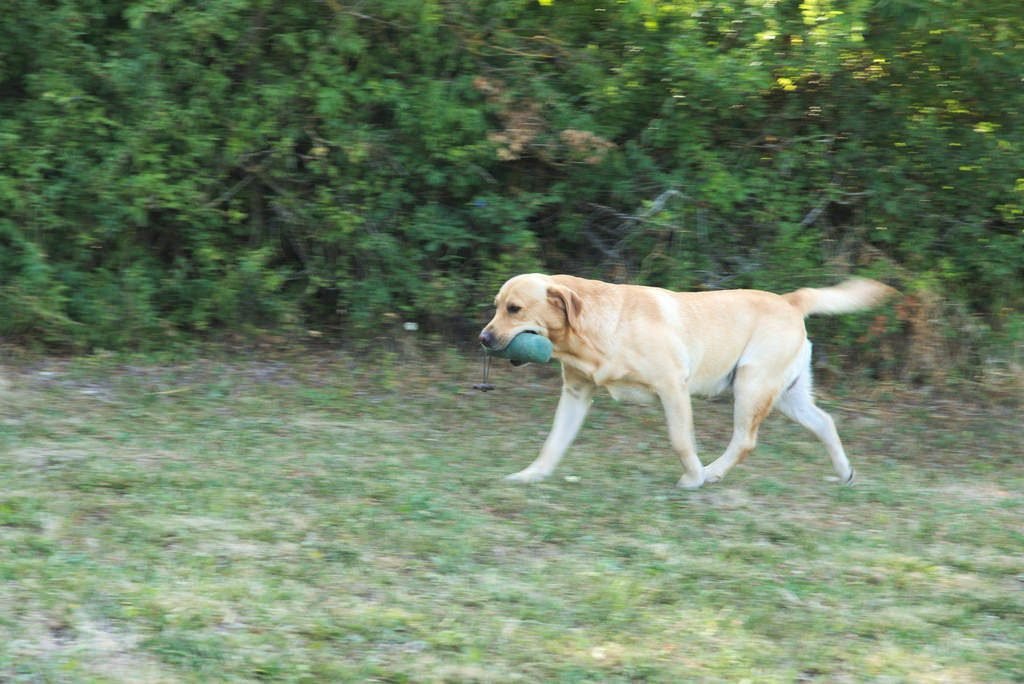 working retrievers 1 labrador riporto dummy working retrievers in un working test per retrievers