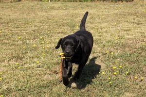 addestramento cani educazione al riporto dummy