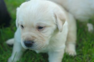 Comportamento canino, i test di Campbell 1 Test di Campbell cucciolo di labrador giallo