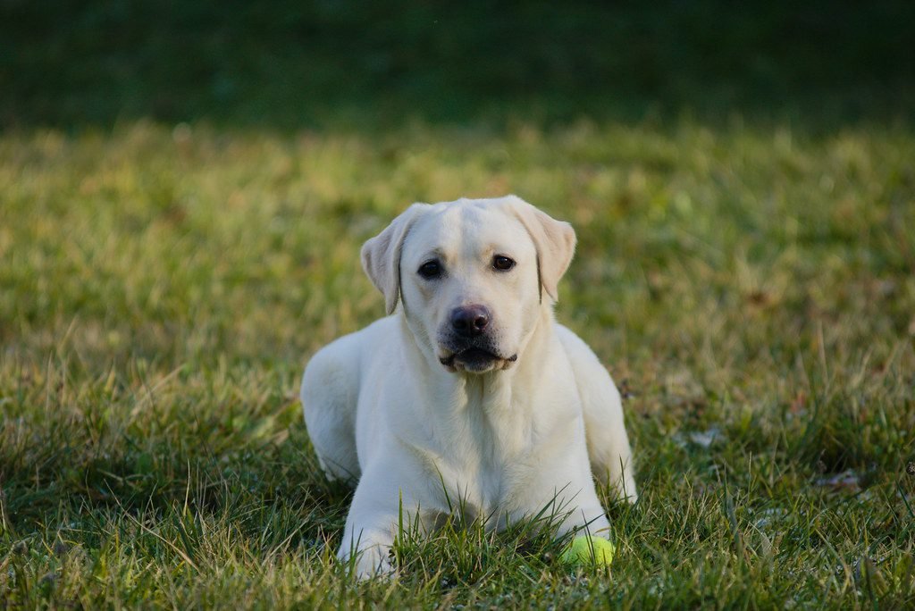 Gioco col cane 1 gioco col cane al riporto della pallina