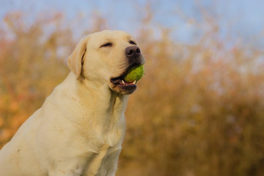 Premi e punizioni nell'addestramento ed educazione del cane 1 Premi e punizioni nell'addestramento ed educazione del cane